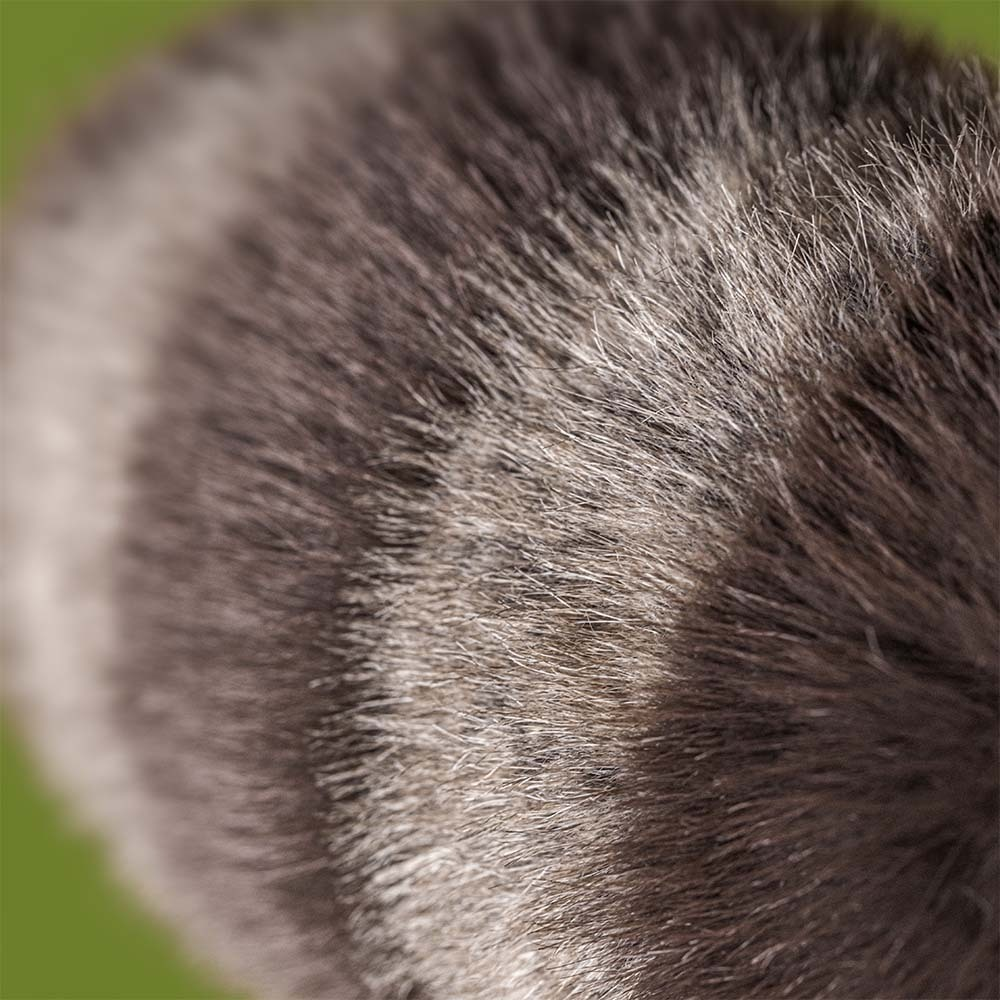 Jellycat Trixiwoo Raccoon Plush Toy